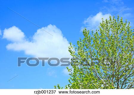 Green leaves and sky with clouds View Large Photo Image Stock Photo - Green leaves and sky with clouds. Fotosearch
