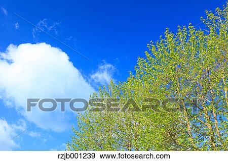 Green leaves and sky with clouds View Large Photo Image Stock Photo - Green leaves and sky with clouds. Fotosearch