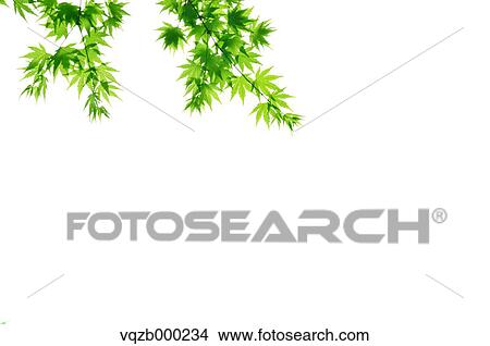 Green leaves View Large Photo Image Picture - Green leaves. Fotosearch