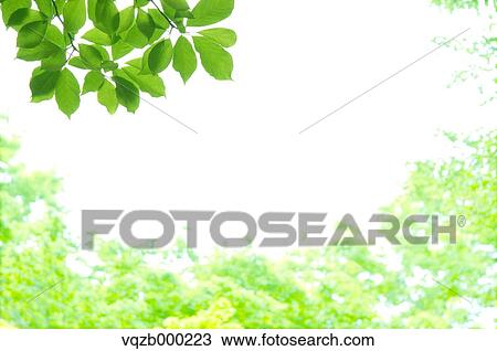 Green leaves View Large Photo Image Stock Image - Green leaves. Fotosearch