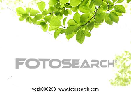 Green leaves View Large Photo Image Stock Image - Green leaves. Fotosearch