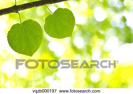 Stock Photo - Green leaves. Fotosearch