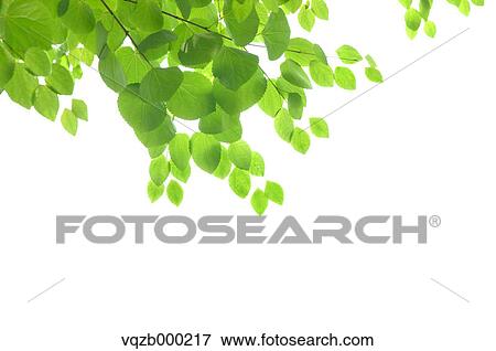 Green leaves View Large Photo Image Stock Photo - Green leaves. Fotosearch