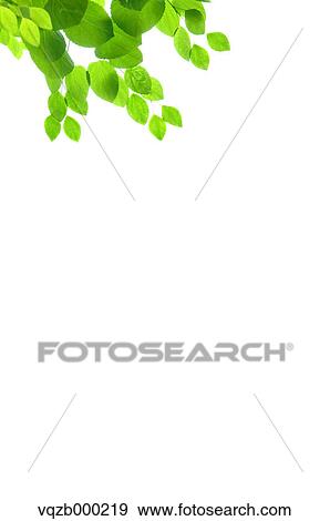 Green leaves View Large Photo Image Stock Photo - Green leaves. Fotosearch