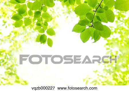 Green leaves View Large Photo Image Stock Photo - Green leaves. Fotosearch