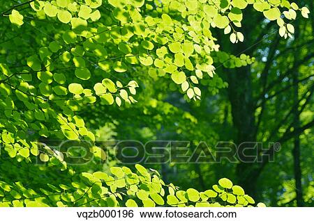 Stock Photograph - Green leaves. Fotosearch