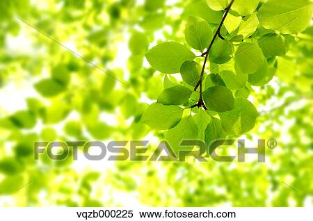 Green leaves View Large Photo Image Stock Photography - Green leaves. Fotosearch