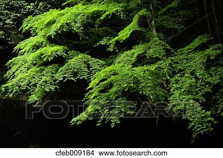 Green maple leaves View Large Photo Image Picture - Green maple leaves. Fotosearch