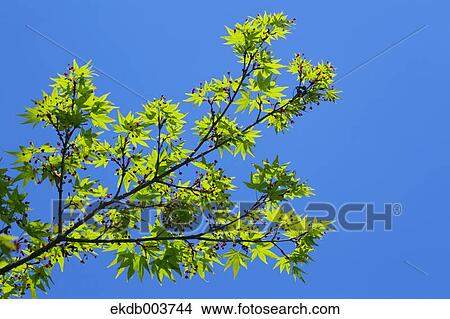 Green maple leaves View Large Photo Image Picture - Green maple leaves. Fotosearch