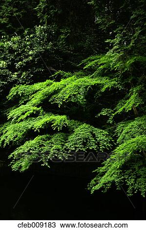 Green maple leaves View Large Photo Image Stock Image - Green maple leaves. Fotosearch