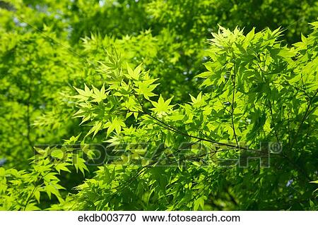 Green maple leaves View Large Photo Image Stock Image - Green maple leaves. Fotosearch