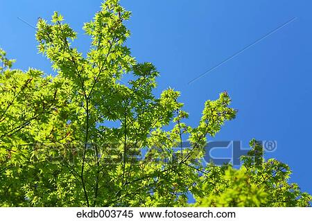 Green maple leaves View Large Photo Image Stock Photography - Green maple leaves. Fotosearch
