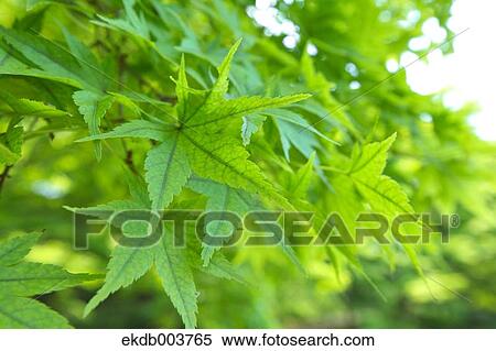 Stock Photography - Green maple leaves. Fotosearch