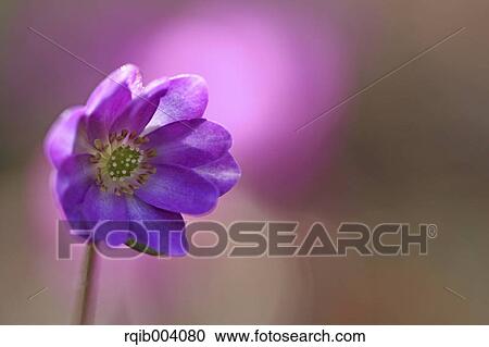 Hepatica flower View Large Photo Image Stock Image - Hepatica flower. Fotosearch