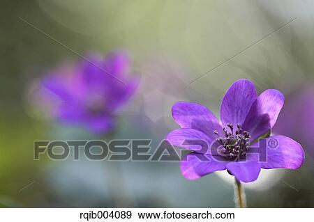 Hepatica flower View Large Photo Image Stock Photo - Hepatica flower. Fotosearch