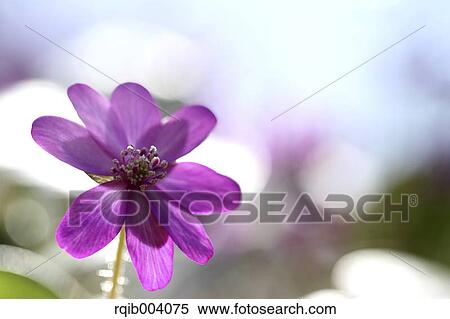 Stock Photography - Hepatica flower. Fotosearch