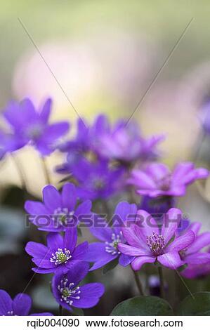 Hepatica flowers View Large Photo Image Stock Image - Hepatica flowers. Fotosearch