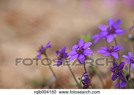 Hepatica flowers View Large Photo Image Stock Image - Hepatica flowers. Fotosearch