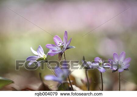 Hepatica flowers View Large Photo Image Stock Photo - Hepatica flowers. Fotosearch
