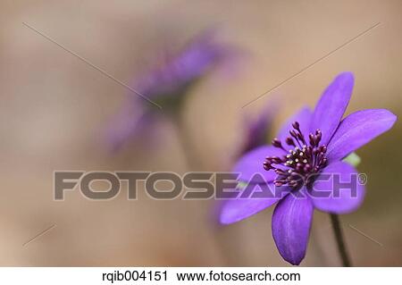 Stock Image - Hepatica. Fotosearch