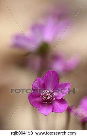 Stock Image - Hepatica. Fotosearch