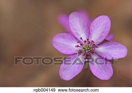Hepatica View Large Photo Image Stock Photo - Hepatica. Fotosearch