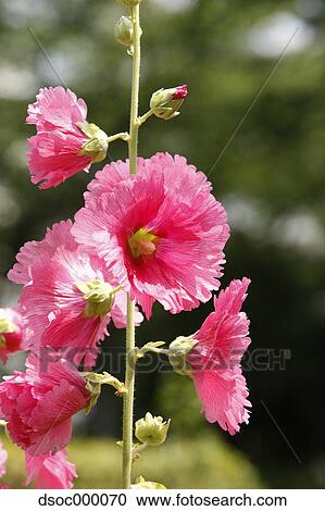 Hollyhock flowers View Large Photo Image Stock Image - Hollyhock flowers. Fotosearch