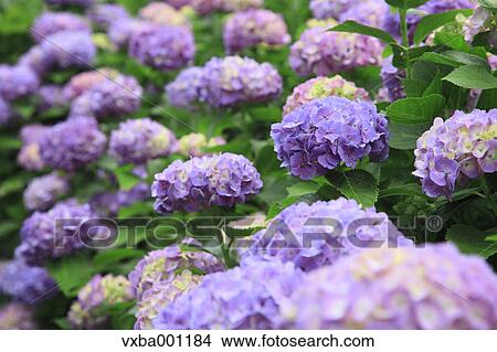 Hydrangea flowers View Large Photo Image Picture - Hydrangea flowers. Fotosearch