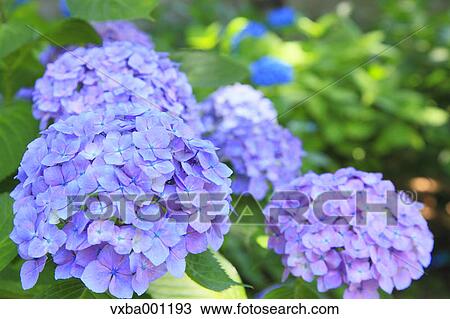 Hydrangea flowers View Large Photo Image Stock Image - Hydrangea flowers. Fotosearch
