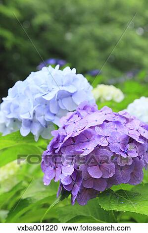 Hydrangea flowers View Large Photo Image Stock Image - Hydrangea flowers. Fotosearch