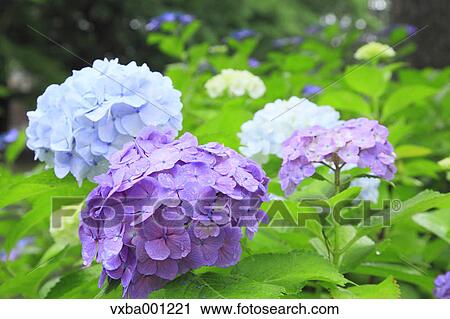 Hydrangea flowers View Large Photo Image Stock Image - Hydrangea flowers. Fotosearch