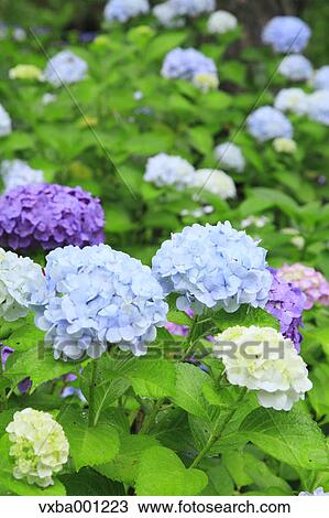 Hydrangea flowers View Large Photo Image Stock Image - Hydrangea flowers. Fotosearch