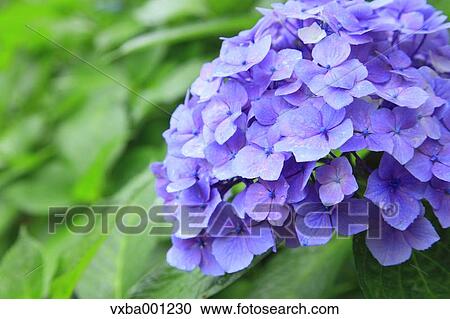 Hydrangea flowers View Large Photo Image Stock Image - Hydrangea flowers. Fotosearch