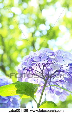 Hydrangea flowers View Large Photo Image Stock Photo - Hydrangea flowers. Fotosearch