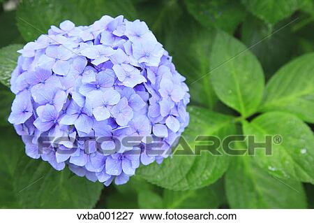 Hydrangea flowers View Large Photo Image Stock Photo - Hydrangea flowers. Fotosearch