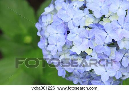 Hydrangea flowers View Large Photo Image Stock Photograph - Hydrangea flowers. Fotosearch