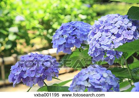 Hydrangea flowers View Large Photo Image Stock Photography - Hydrangea flowers. Fotosearch