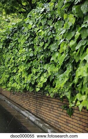 Ivy View Large Photo Image Stock Photography - Ivy. Fotosearch