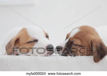 Jack Russell Terrier pets View Large Photo Image Picture - Jack Russell Terrier pets. Fotosearch