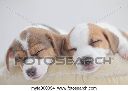 Jack Russell Terrier pets View Large Photo Image Picture - Jack Russell Terrier pets. Fotosearch