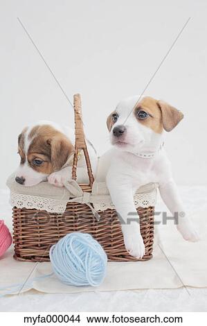 Jack Russell Terrier pets View Large Photo Image Picture - Jack Russell Terrier pets. Fotosearch