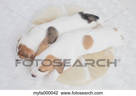 Jack Russell Terrier pets View Large Photo Image Stock Image - Jack Russell Terrier pets. Fotosearch