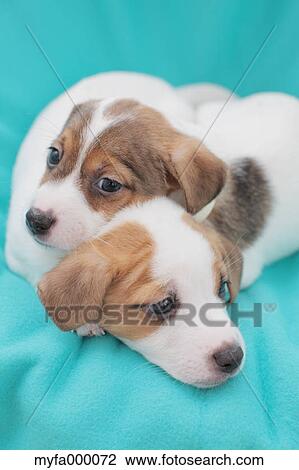 Stock Image - Jack Russell Terrier pets. Fotosearch