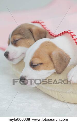 Jack Russell Terrier pets View Large Photo Image Stock Photo - Jack Russell Terrier pets. Fotosearch