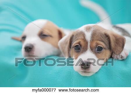 Jack Russell Terrier pets View Large Photo Image Stock Photo - Jack Russell Terrier pets. Fotosearch