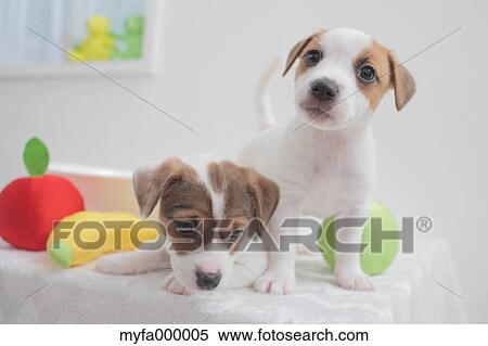 Jack Russell Terrier pets View Large Photo Image Stock Photography - Jack Russell Terrier pets. Fotosearch