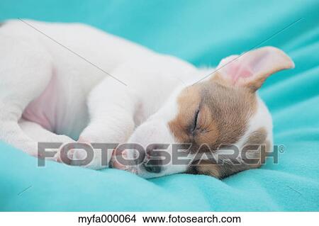 Picture - Jack Russell Terrier. Fotosearch