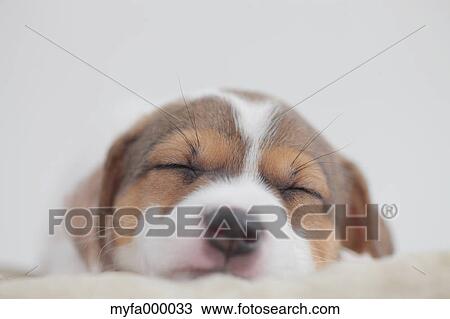 Jack Russell Terrier View Large Photo Image Stock Image - Jack Russell Terrier. Fotosearch