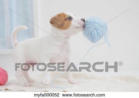 Jack Russell Terrier View Large Photo Image Stock Image - Jack Russell Terrier. Fotosearch