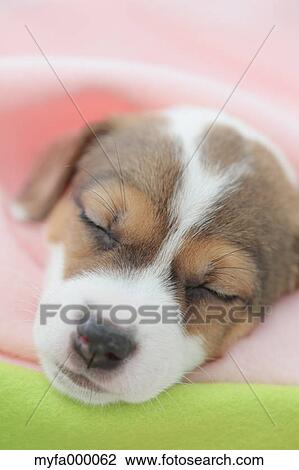 Jack Russell Terrier View Large Photo Image Stock Image - Jack Russell Terrier. Fotosearch